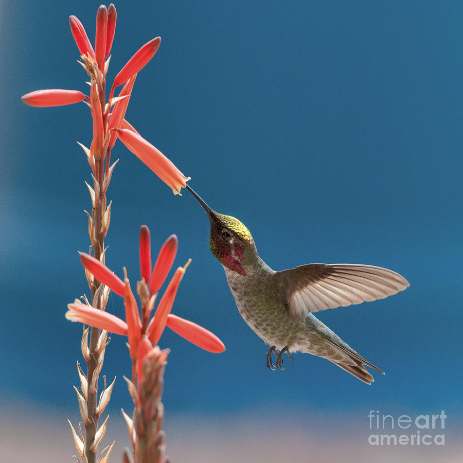 Hummingbird in Alloe by Lisa Manifold Hummingbird in Alloe by Lisa Manifold