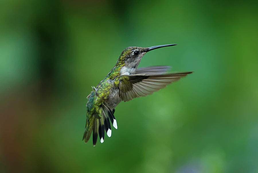 Hummingbird In Flight Photograph by Dansphotoart On Flickr