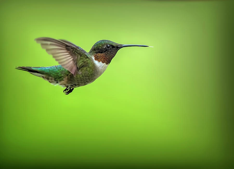 Hummingbird in Flight Photograph by Deborah Penland
