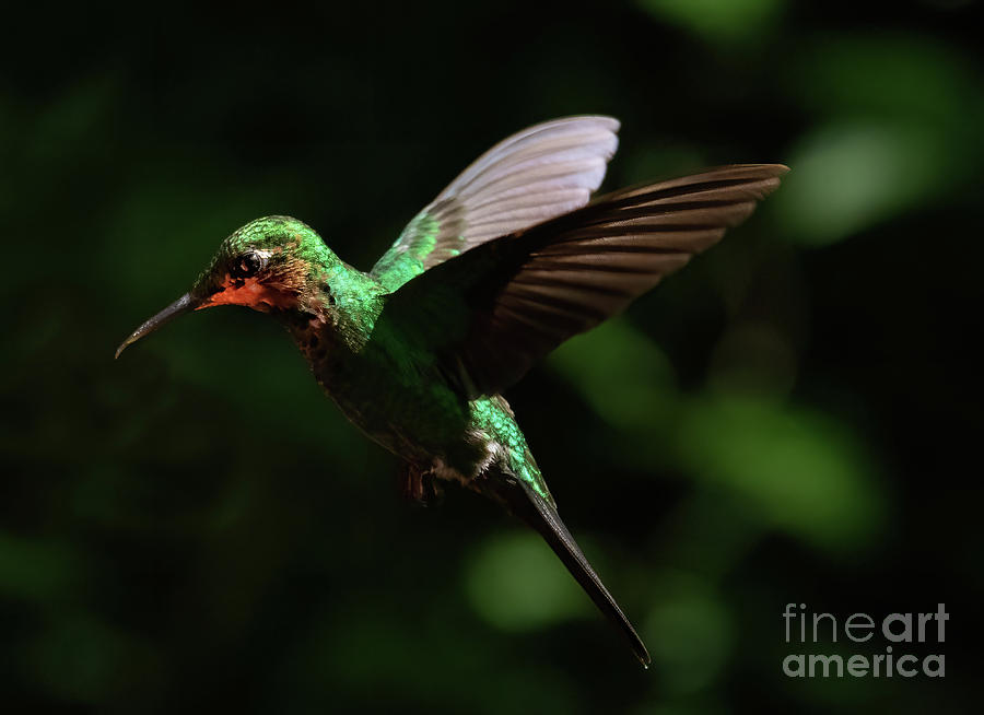 Hummingbird in Flight Photograph by Ed McDermott