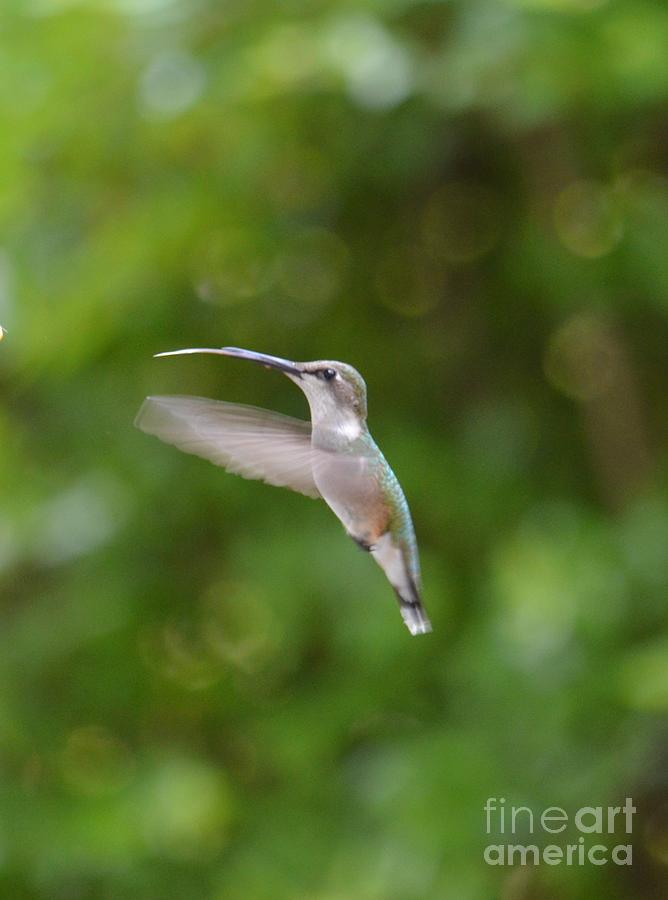 Hummingbird Photograph - Hummingbird in Flight by Maria Urso