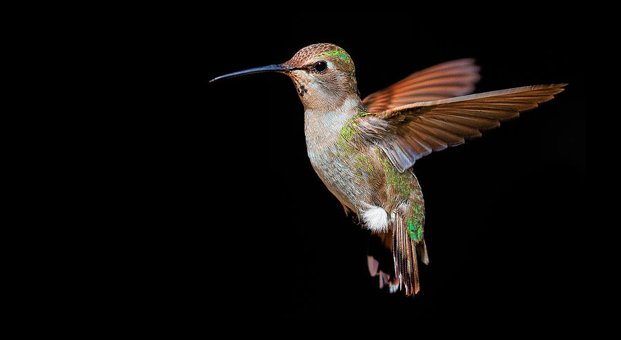 Hummingbird Photograph - Hummingbird In Flight by Miary Andria