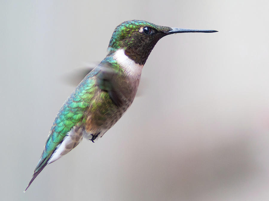 Hummingbird In Flight Photograph by Michal Cialowicz