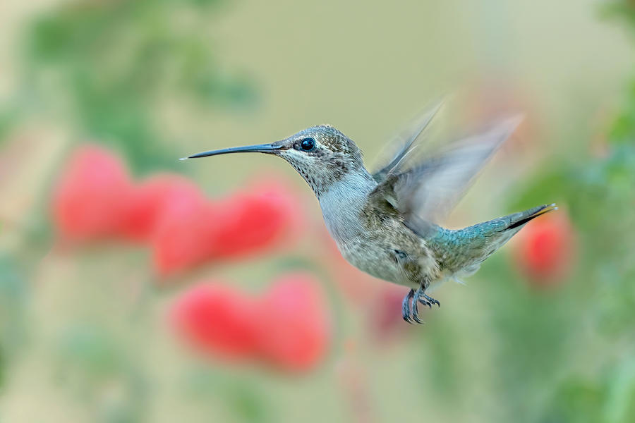Hummingbird In Love Photograph by Qing Zhao