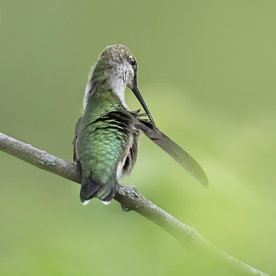 Hummingbird In Making Beauty Photograph by Nancy Yang