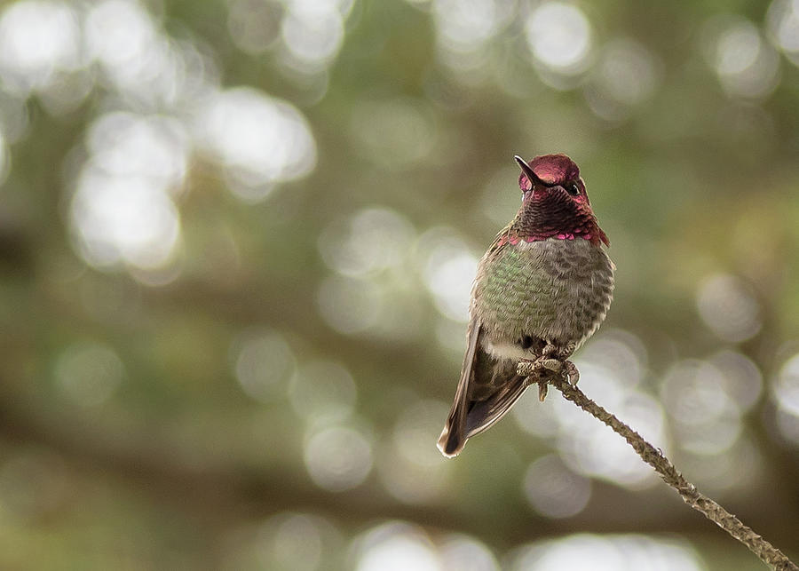 Hummingbird in Neskowin by Johanna Froese Hummingbird in Neskowin by Johanna Froese