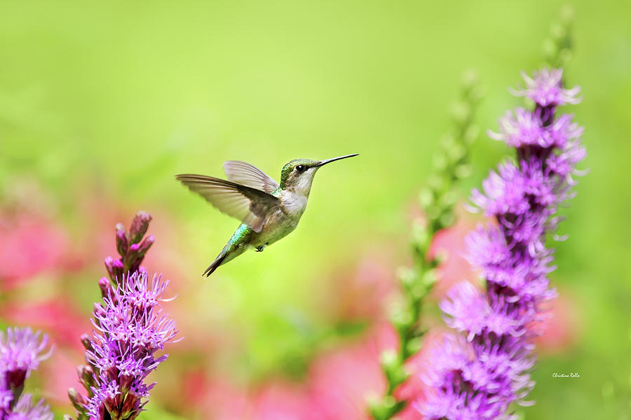 Hummingbird In Paradise Photograph by Christina Rollo