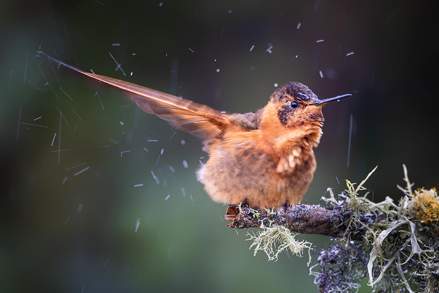 Hummingbird Photograph - Hummingbird In Rain by Siyu And Wei Photography