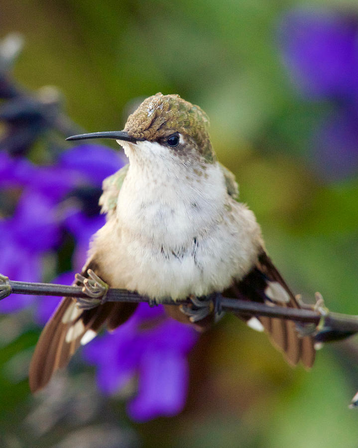 Hummingbird in Territorial Stance Photograph by Hermes Fine Art