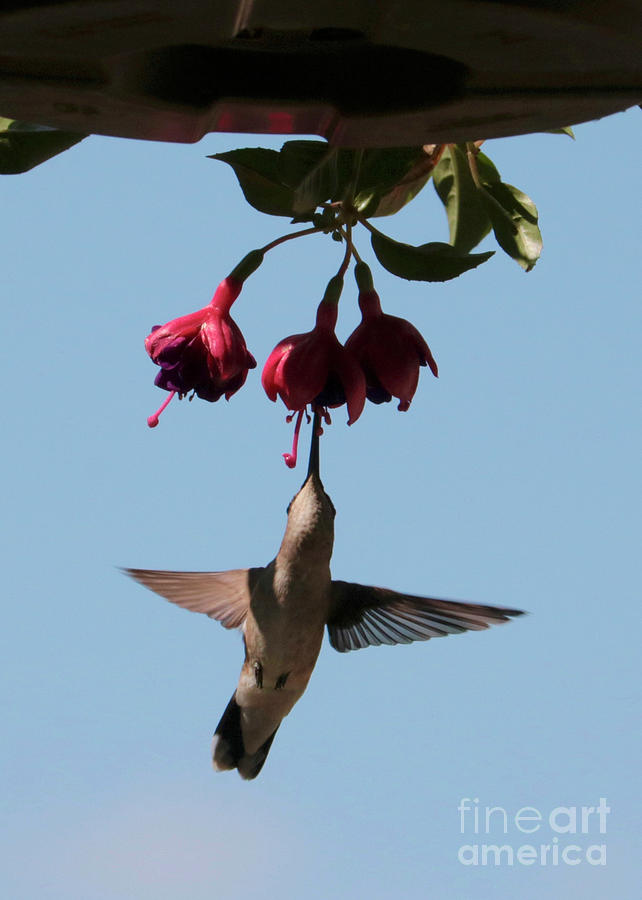 Hummingbird in the Fuchsia Photograph by Carol Groenen