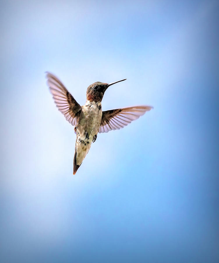 Hummingbird in the Sky Photograph by Deborah Penland