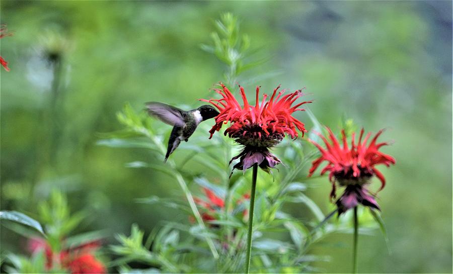 Hummingbird in the yard Photograph by Chris Albertson - Fine Art America