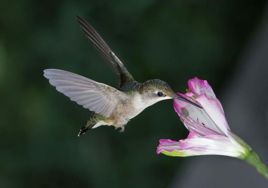 Hummingbird Photograph by J. Mrachina  (www.flickr.com/w4nd3rl0st)