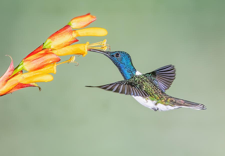Nature Photograph - Hummingbird by Jasmine Suo
