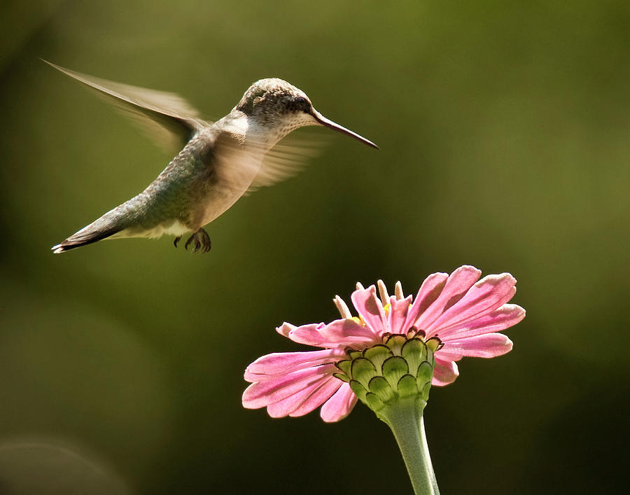Hummingbird Photograph - Hummingbird by Jody Trappe Photography
