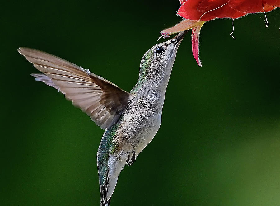 Hummingbird Kisses Flower Photograph by William Jobes