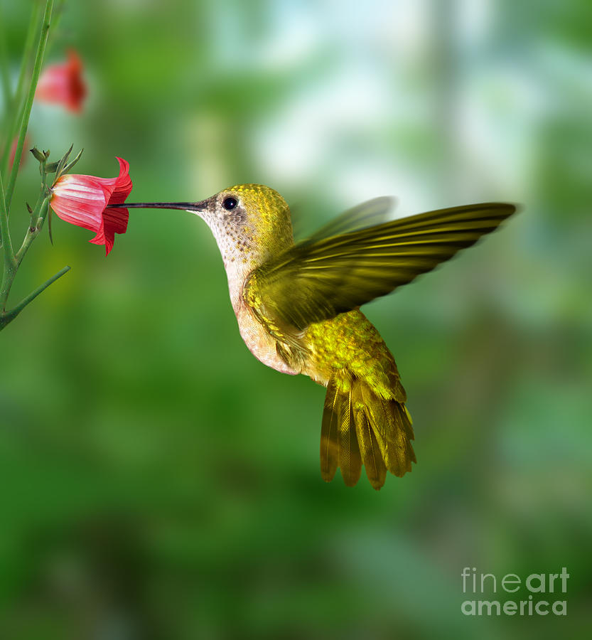 Tropical Photograph - Hummingbird by Ktsdesign