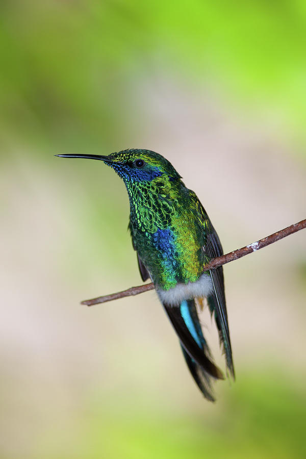 Hummingbird Photograph by Lee Pettet