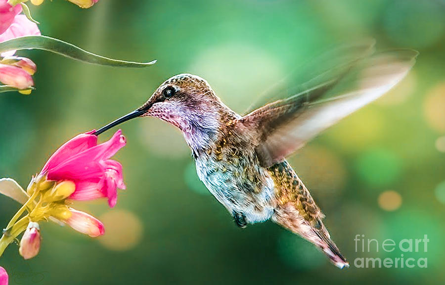 Hummingbird ll Photograph by Peggy Franz