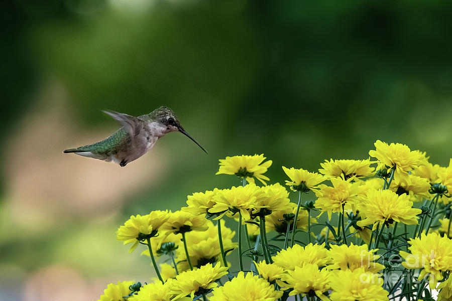 Hummingbird Love Photograph by Ed Taylor