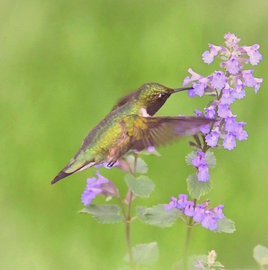 Hummingbird Love Photograph by Peg Donnellan - Pixels