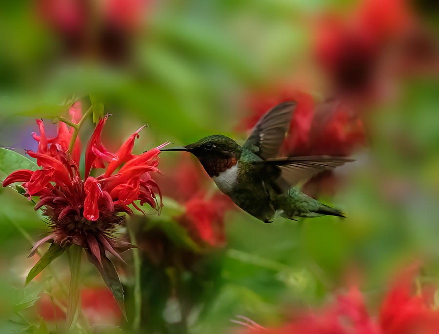 Hummingbird Photograph by Lucy Jiao - Fine Art America