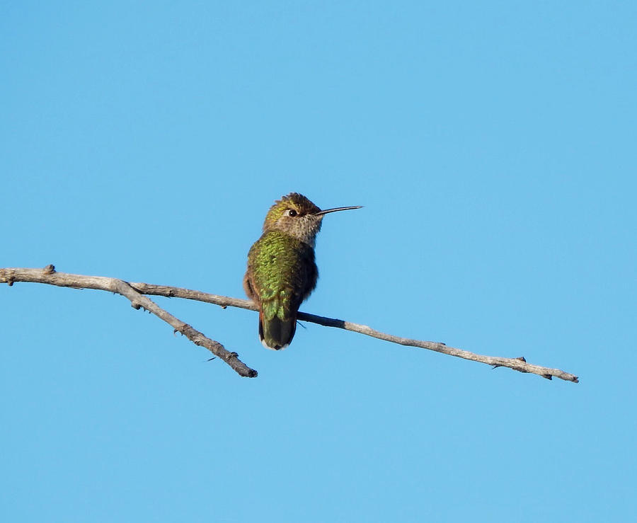 Hummingbird Photograph by Lukas Miller