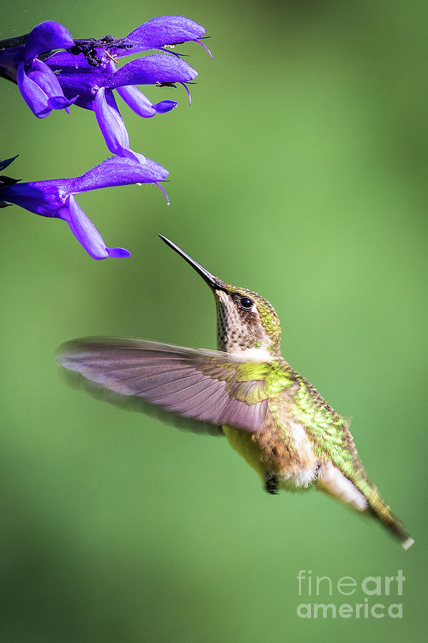 Hummingbird magic Photograph by Rudy Viereckl