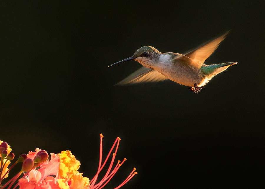 Animal Photograph - Hummingbird by Mary Jiang