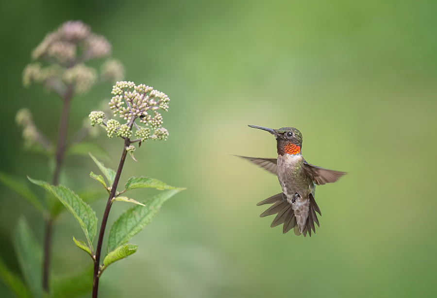 Hummingbird Photograph - Hummingbird by Max Wang