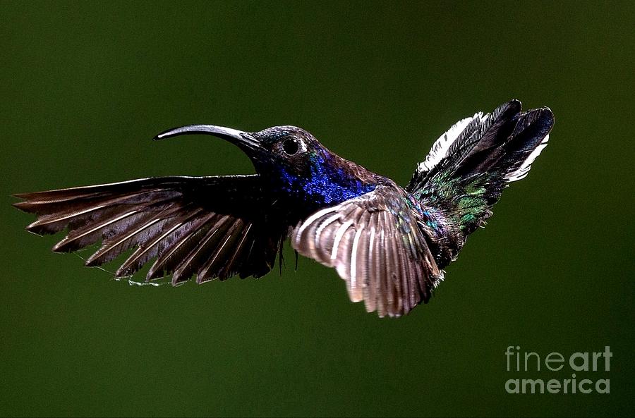Hummingbird by Michael Graham Hummingbird by Michael Graham