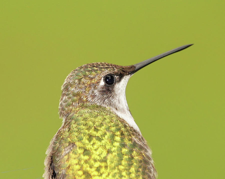 Hummingbird Photograph