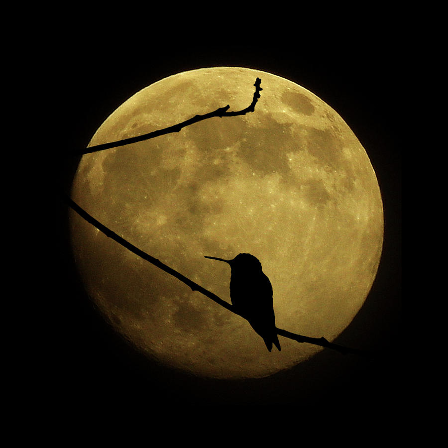 Hummingbird Moon Photograph by Gary OBoyle