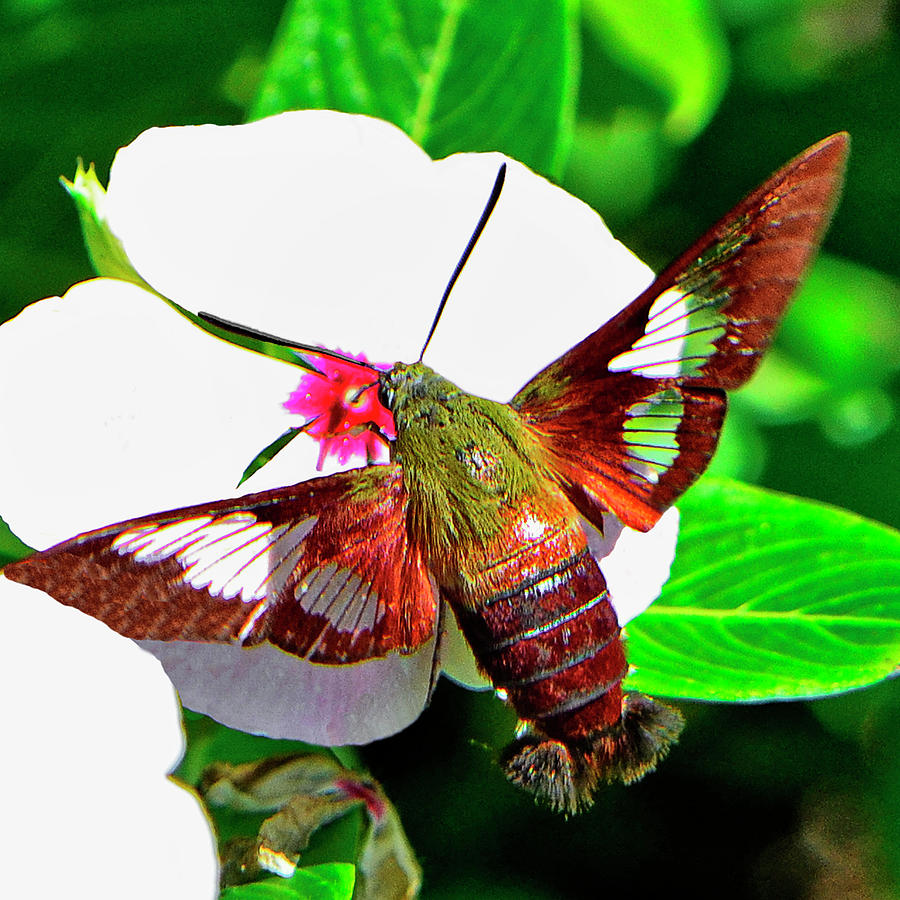 Hummingbird Moth 019 Photograph by George Bostian
