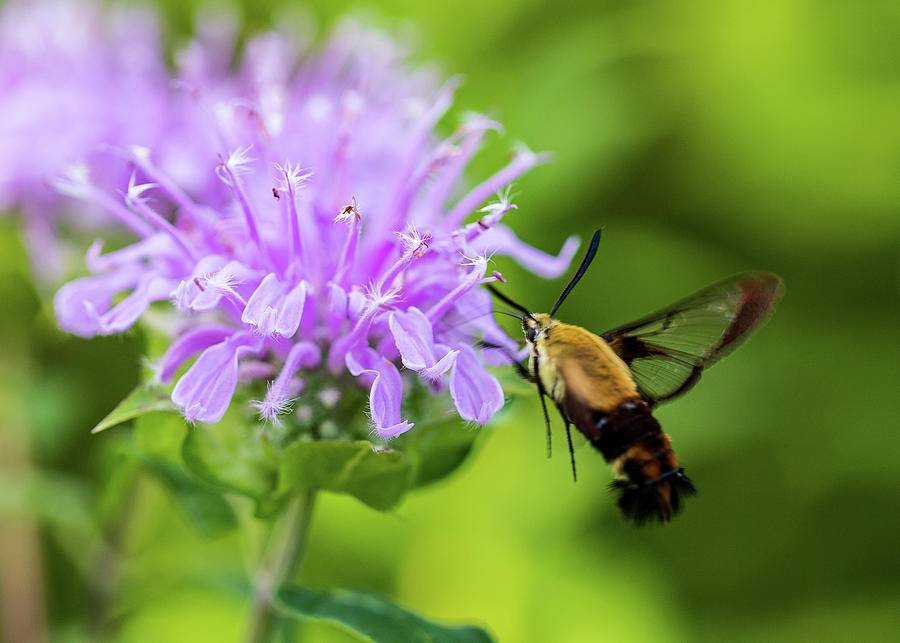 Nature Photography - Hummingbird Moth Photograph by Amelia Pearn