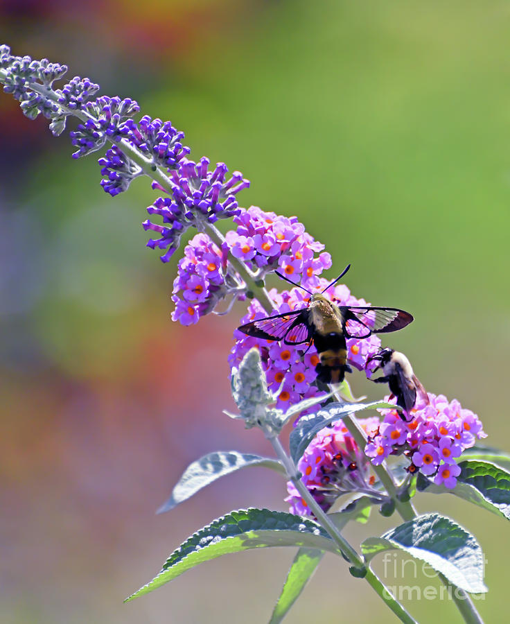 Hummingbird Moth and Bee Share the Butterfly Bush Photograph by Kerri Farley