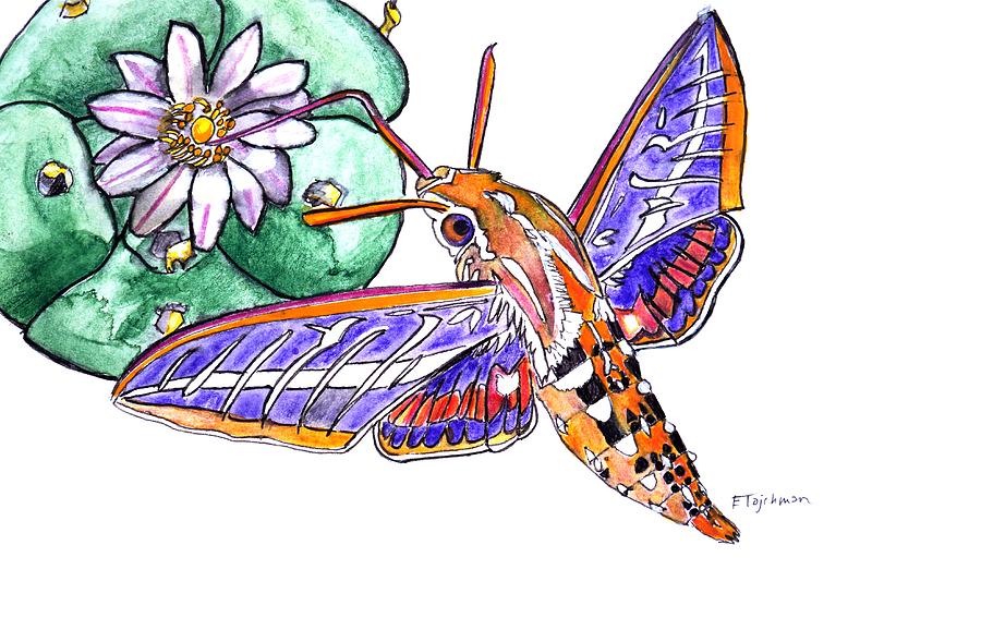 Hawkmoth Painting - Hummingbird Moth And Cactus by Ed Tajchman Hawkmoth Painting - Hummingbird Moth And Cactus by Ed Tajchman