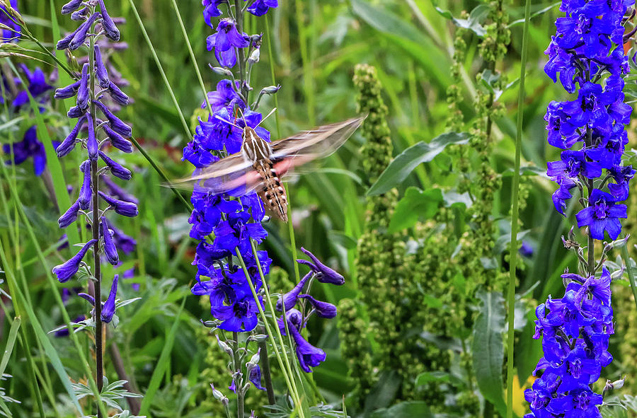 Hummingbird Moth and Larkspur Photograph by Dawn Richards