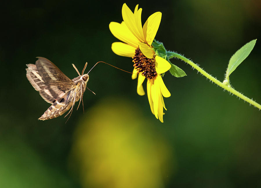 Hummingbird Moth and Sunflower  Photograph by Saija Lehtonen
