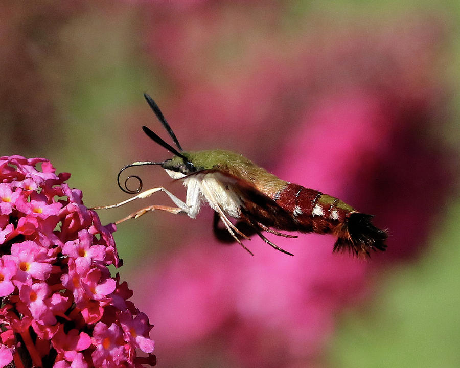 Nature Photograph - Hummingbird Moth by Doris Potter