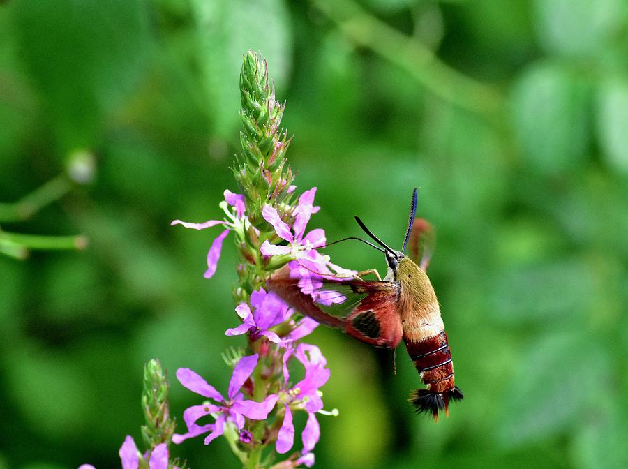 Hummingbird Moth Photograph by Jeffrey PERKINS