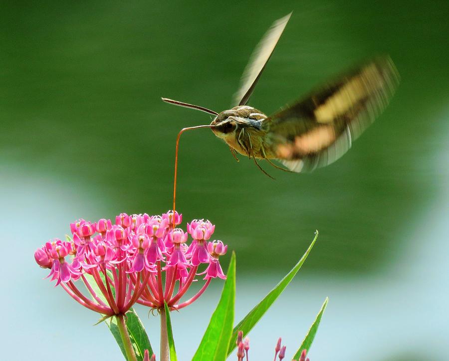 Hummingbird Moth  Photograph by Lori Frisch