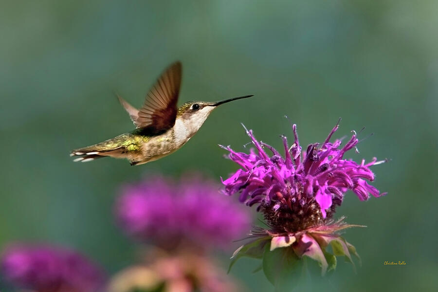 Hummingbird Moving Along Photograph by Christina Rollo