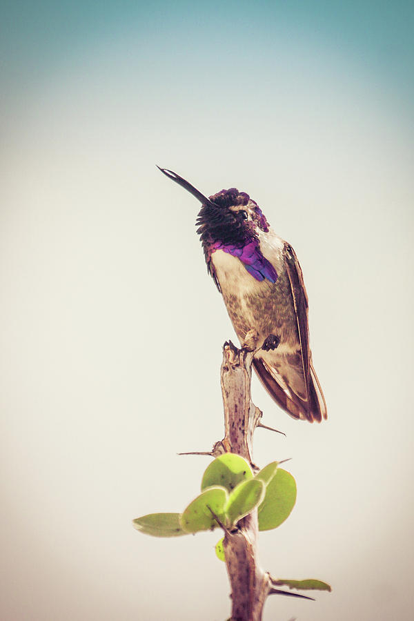 Hummingbird Mustache Photograph by Rebekah Zivicki