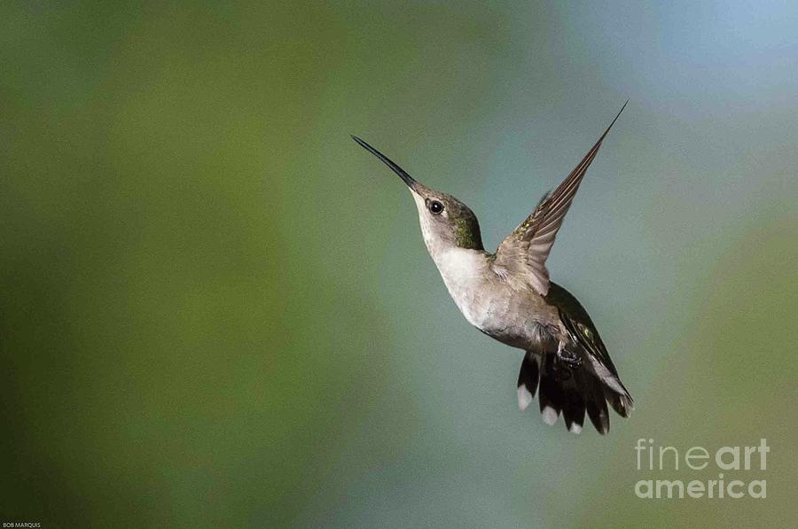 Hummingbird Natural Habitat 2 Photograph
