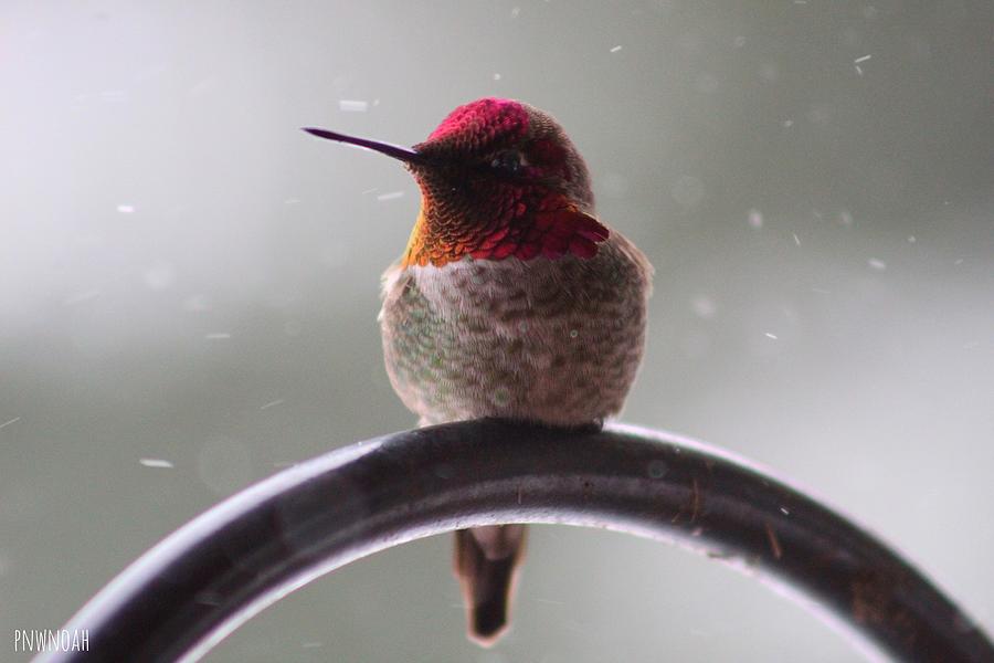 Winter Photograph - Hummingbird by Noah Mahlon