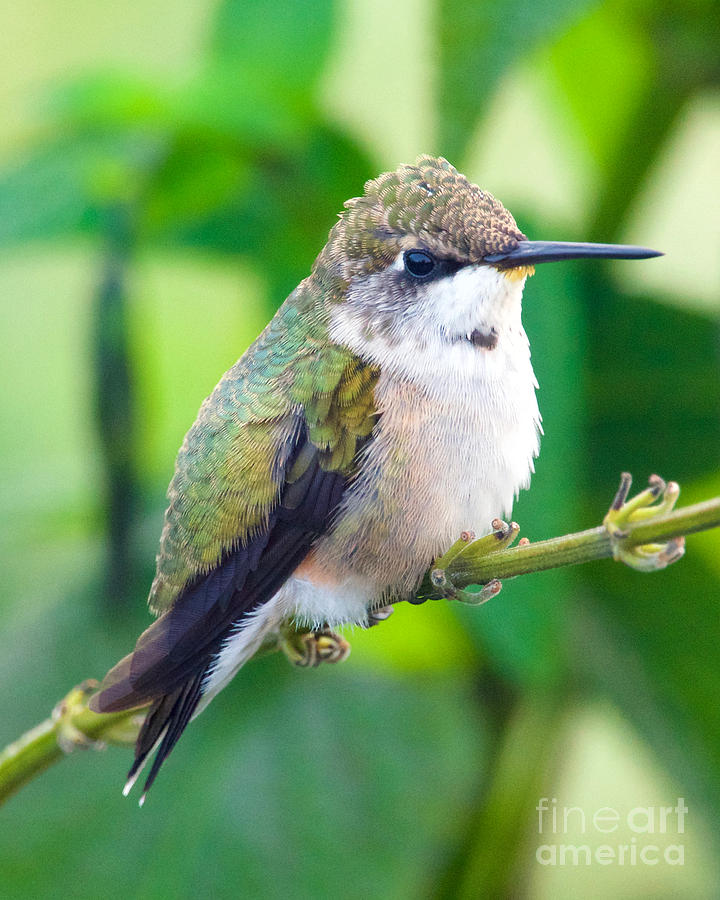 Hummingbird On A Branch Photograph