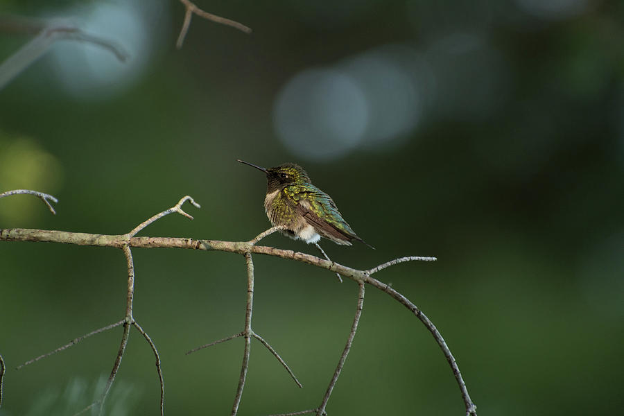Hummingbird Photograph - Hummingbird On A Branch by John Rowley Hummingbird Photograph - Hummingbird On A Branch by John Rowley