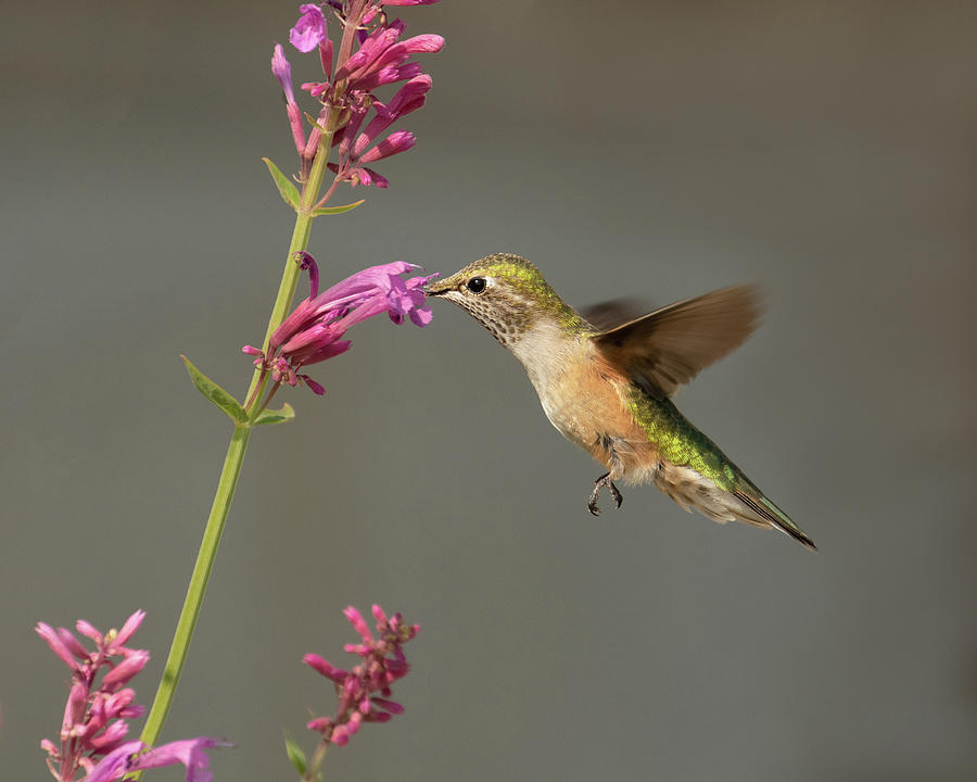 Hummingbird on Agastache Photograph by Lois Lake