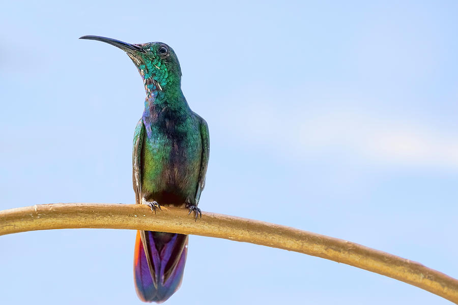 Hummingbird on Blue Photograph by Nadia Sanowar